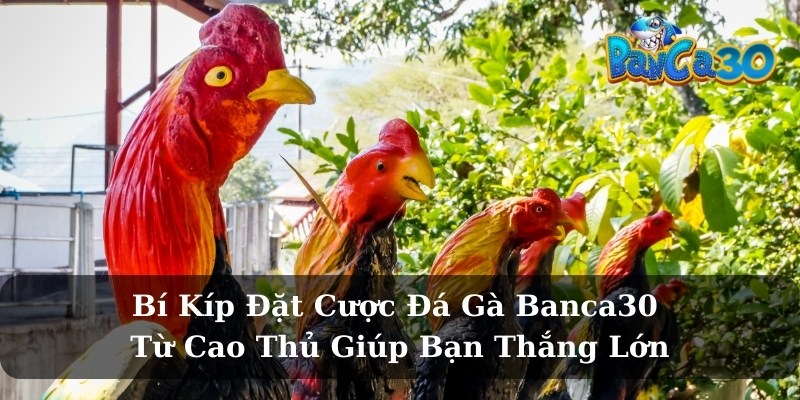Đá gà online là gì? Banca30 có gì nổi bật?
